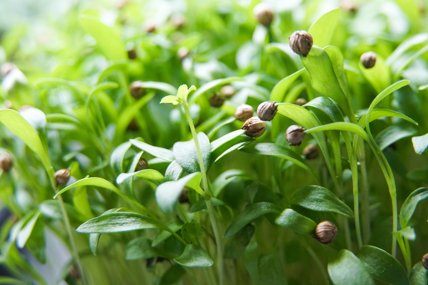 Micro Cilantro