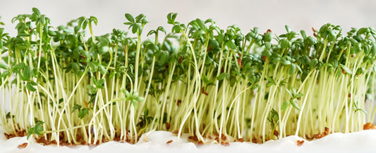 Micro Cress