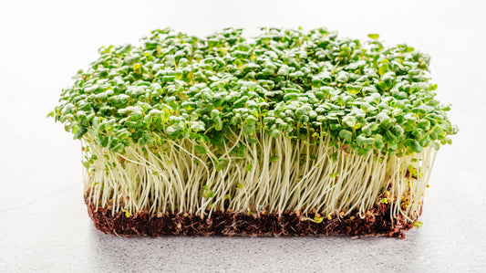 Micro Arugula