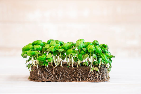 Micro Basil